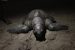 Olive Ridley Turtle Deaths