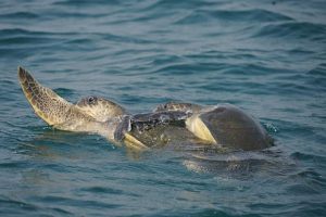 Olive Ridley Turtles Nesting at Rushikulya River