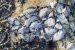 Oysters Combatting Antibiotic Resistance