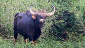 Reviving Bison Population in Jharkhand