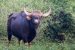 Reviving Bison Population in Jharkhand