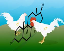 Role of Androgen Receptors in Avian Sexual Development