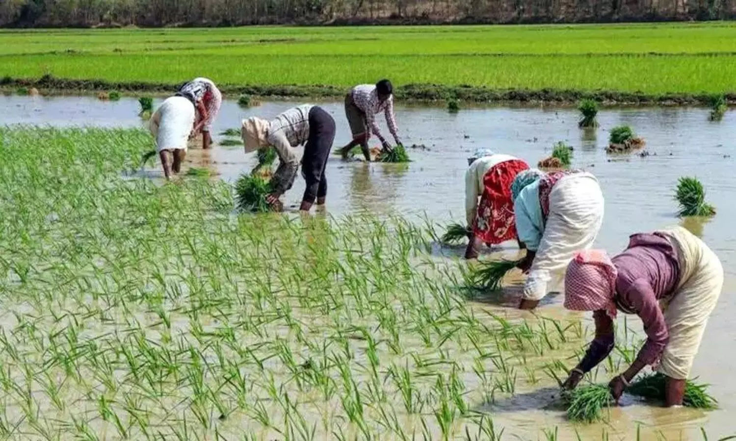 Rythu Bharosa Scheme Expansion Announced