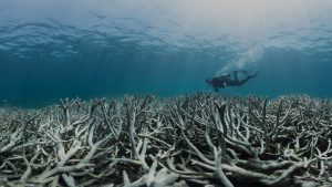Shift in Great Barrier Reef Ecosystem