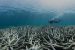 Shift in Great Barrier Reef Ecosystem