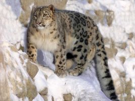 Snow Leopard Population