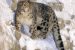 Snow Leopard Population