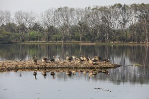 Surajpur Wetland Conservation