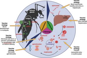 Targeting Lipid Metabolism to Control Malaria Mosquitoes