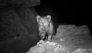 The Discovery of Pallas’s Cat in India