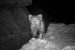 The Discovery of Pallas’s Cat in India