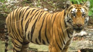 Tiger Migration in Maharashtra