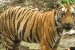 Tiger Migration in Maharashtra