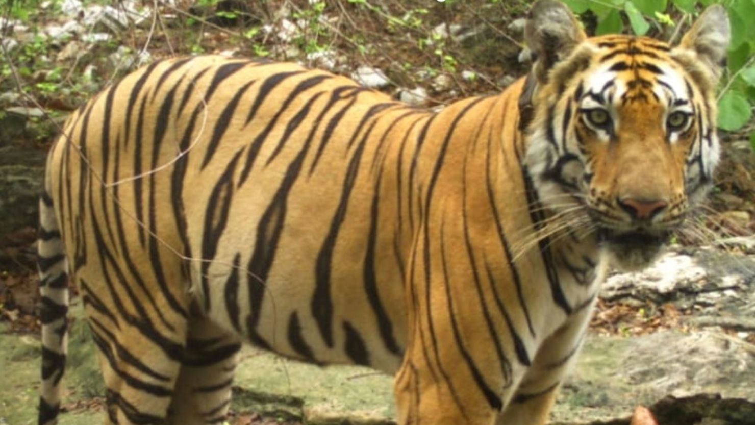 Tiger Migration in Maharashtra