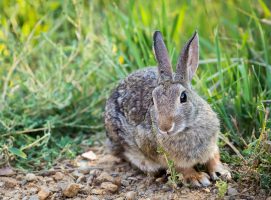 Tularemia – Rising Cases of Rabbit Fever
