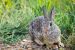 Tularemia – Rising Cases of Rabbit Fever