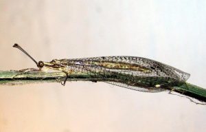Two Rare Neuroptera Species Discovered in Kerala
