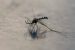 What is “Toxic Male Technique” in Mosquito Control?