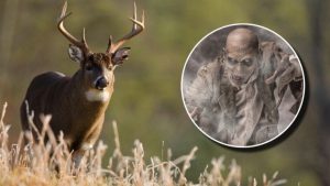 Zombie Deer Disease Threat to Humans