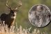 Zombie Deer Disease Threat to Humans