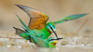 Blue-Cheeked Bee-Eater Breeding Site