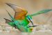 Blue-Cheeked Bee-Eater Breeding Site