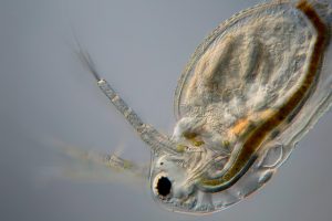 Bryospilus bharaticus