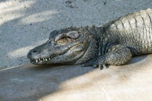 Chinese Alligator Population Crisis