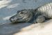Chinese Alligator Population Crisis