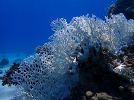 Coral Reefs’ Historical Resilience in Gulf of Eilat