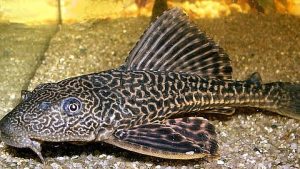 Crocodile Catfish Discovered in Bahini River