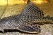 Crocodile Catfish Discovered in Bahini River