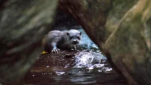 Eurasian Otters Resurface in Kashmir’s Gurez Valley
