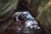 Eurasian Otters Resurface in Kashmir’s Gurez Valley