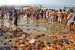 Faecal Coliform Bacteria in Ganga