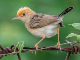 Golden-headed Cisticola