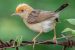 Golden-headed Cisticola