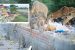 Haryana Government Permits Nilgai Shooting