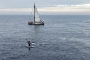 Impact of Marine Heat Waves on Arctic Mammals