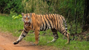International Big Cat Alliance Officially Established