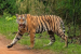 International Big Cat Alliance Officially Established