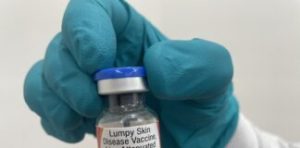 Lumpy Skin Disease Vaccine Biolumpivaxin Approved