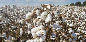 Mission for ELS Cotton Promotion