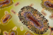 Mpox Clade Ib Outbreak in DRC