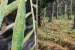 New Fungal Disease Threatens Ginger Crops in Karnataka