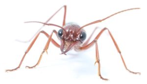 Nocturnal Bull Ants Navigate Using Polarised Moonlight
