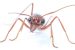 Nocturnal Bull Ants Navigate Using Polarised Moonlight