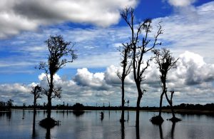 Oil Exploration in Dibru Saikhowa National Park