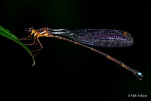 Saffron Reedtail Damselfly Discovered in Karnataka