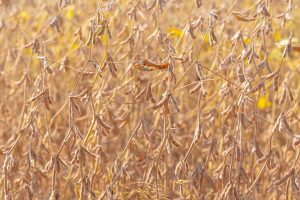 Soyabean Market Trends and Government Procurement Challenges